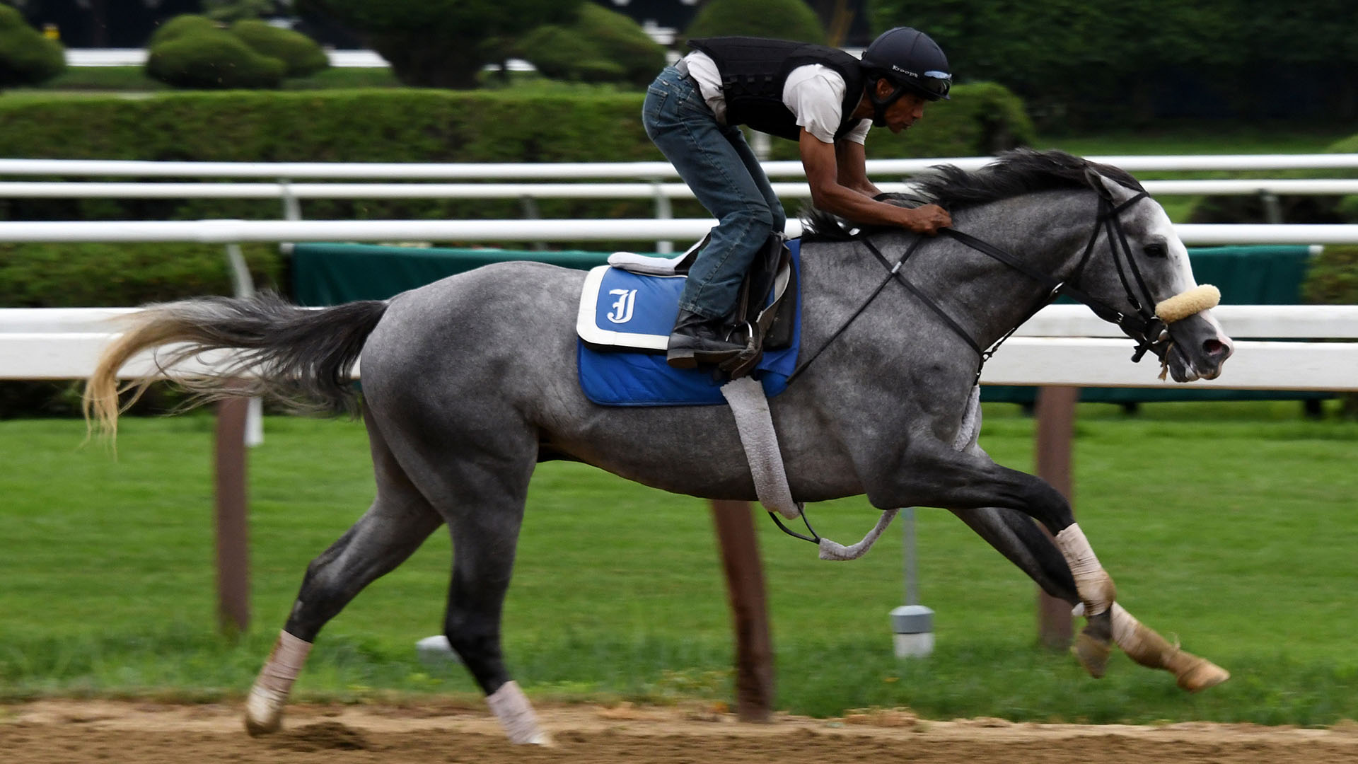 Illudere breezing at Saratoga Race Course.