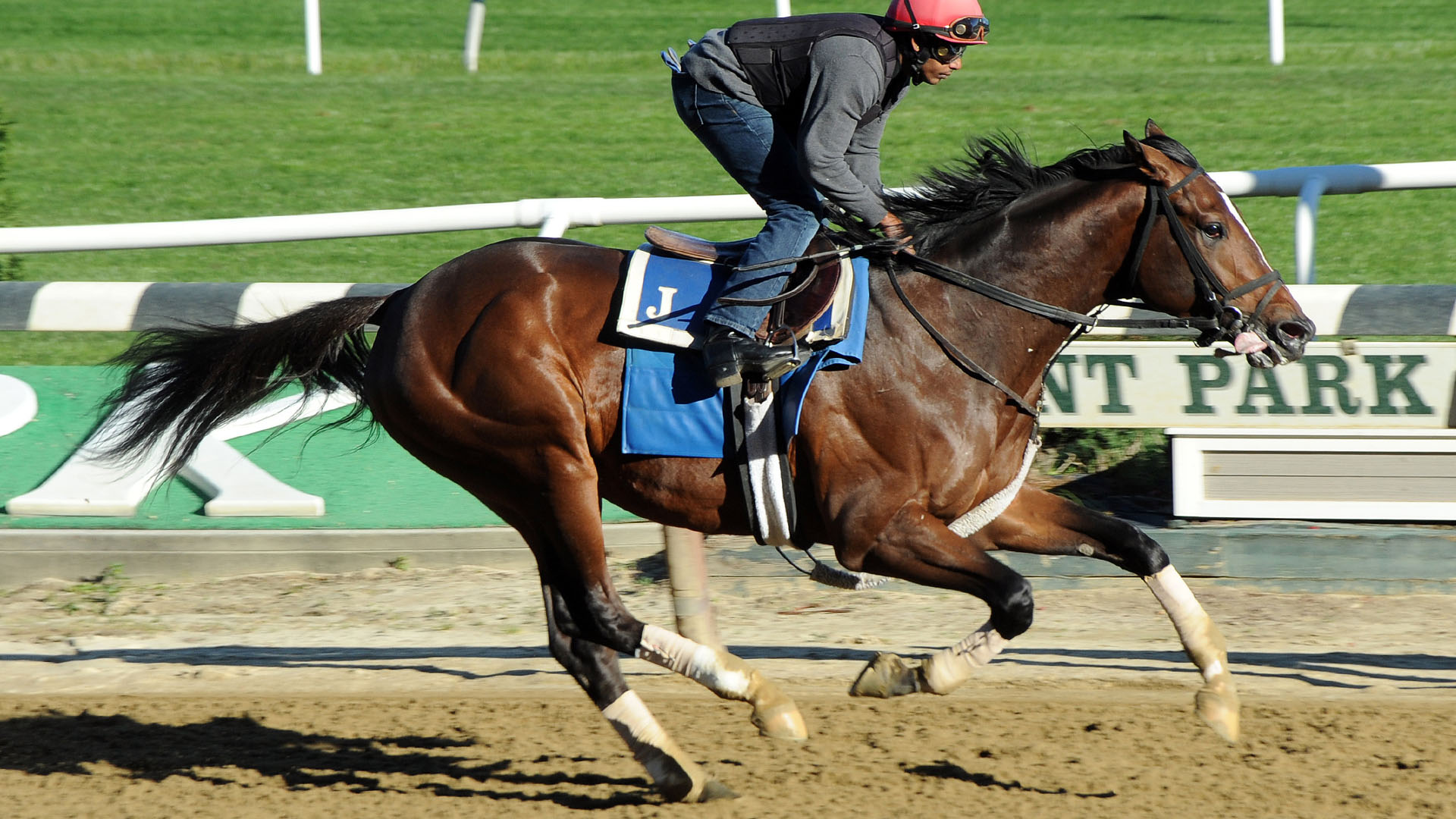 Preservationist breezing at Belmont Park.