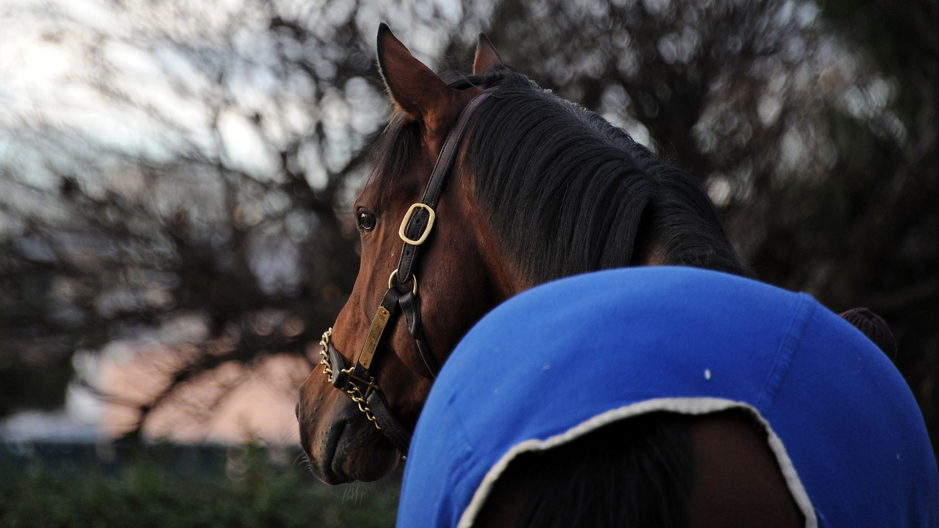 Weather Wiz at Belmont Park.