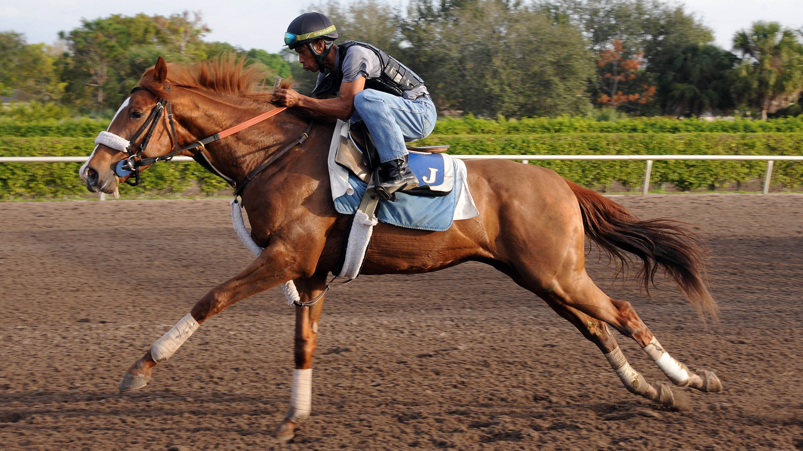 Pirate's Treasure breezing at Palm Meadows.