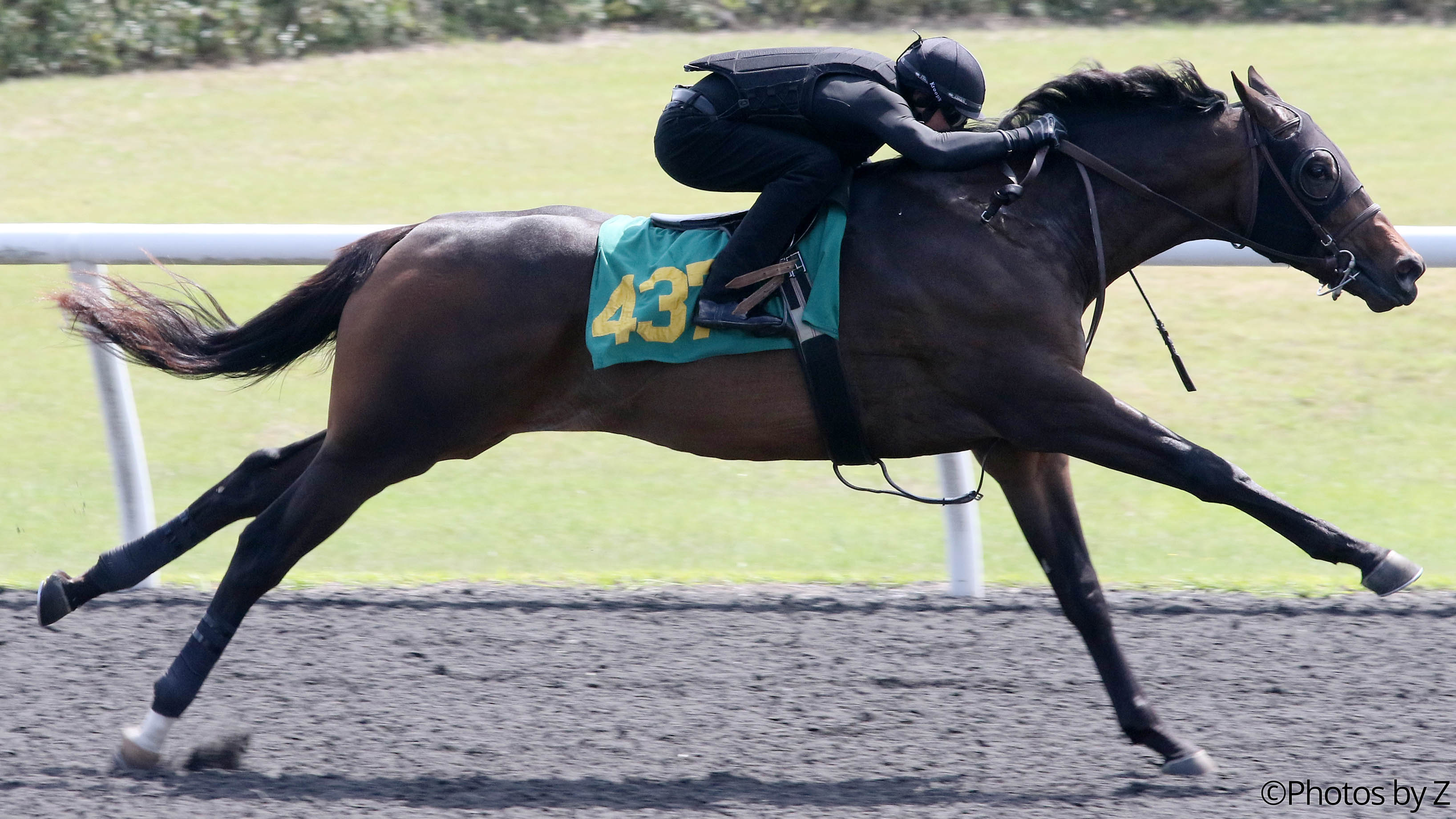 Hip 437, 2017 OBS March 2 Year Old Sale, Candy Ride - Church Camp colt