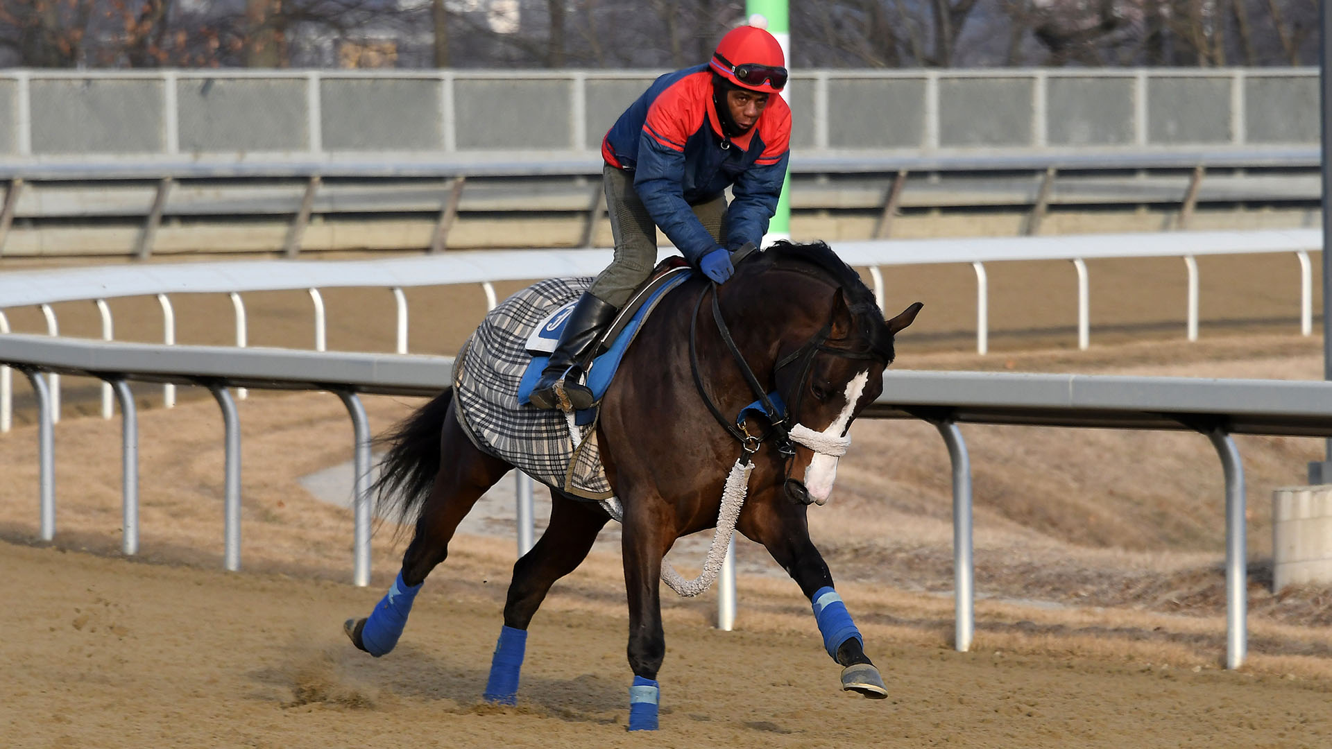 Adulator gallops at Belmont Park.