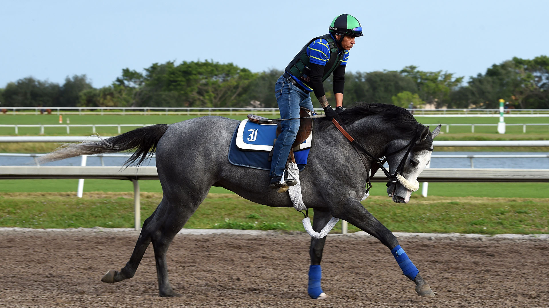 Illudere gallops at Palm Meadows Thoroughbred Training Center in Boynton Beach, Florida.