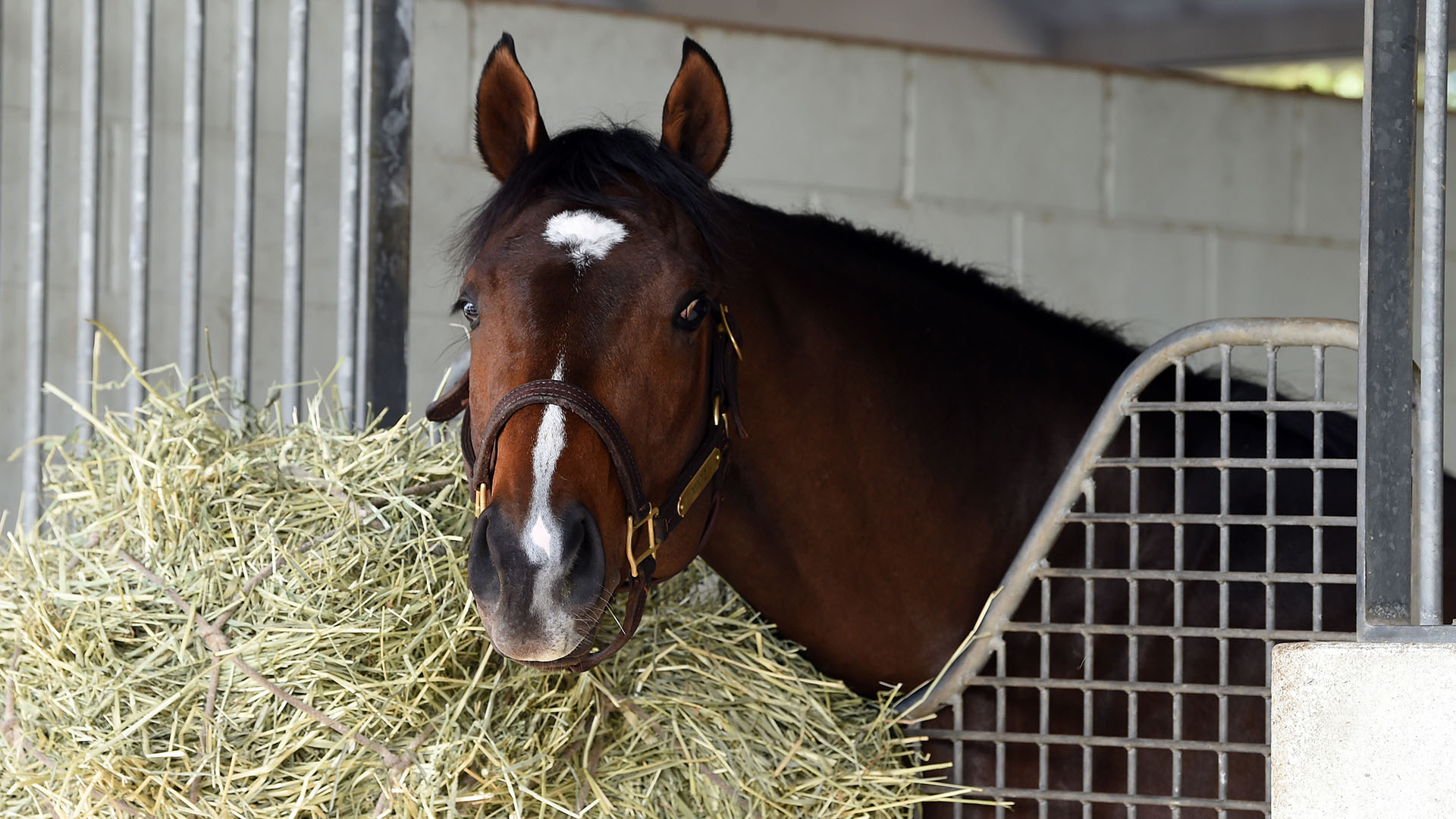 Mintz relaxes in his stall at Palm Meadows Thoroughbred Training Center in Boynton Beach, Florida.