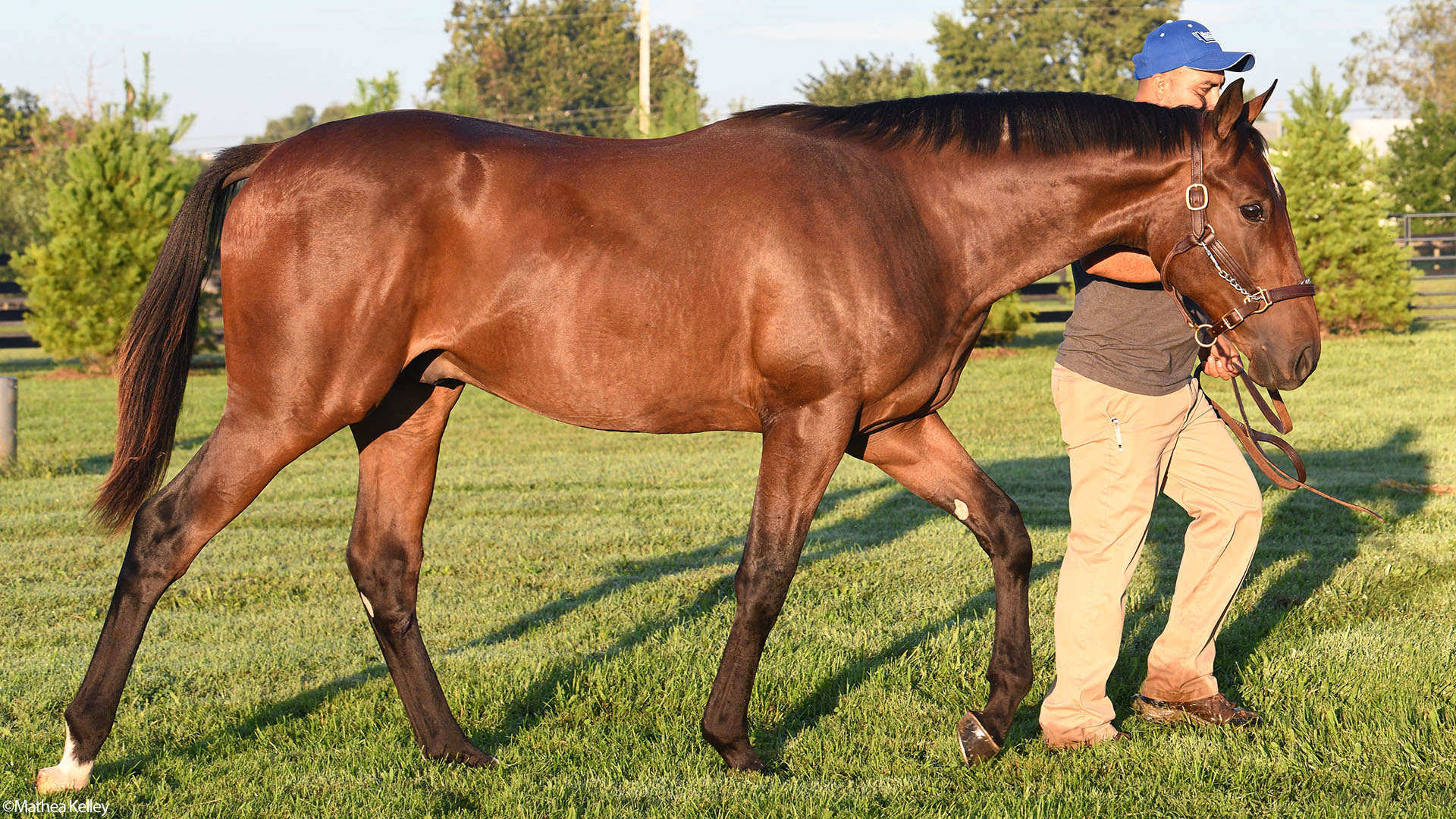 Pioneerof the Nile - Delicate Affair, by Langfuhr