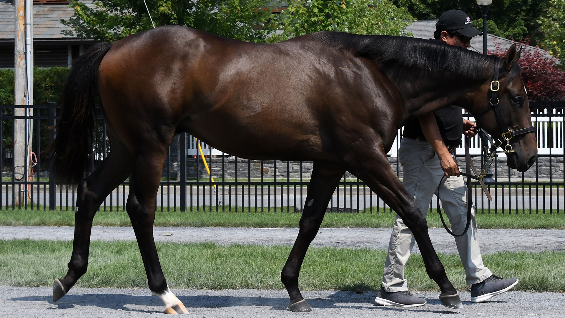Candy Ride colt out of the Empire Maker mare Empire Desire, purchased at Fasig-Tipton Saratoga and available for a thoroughbred racing partnership.