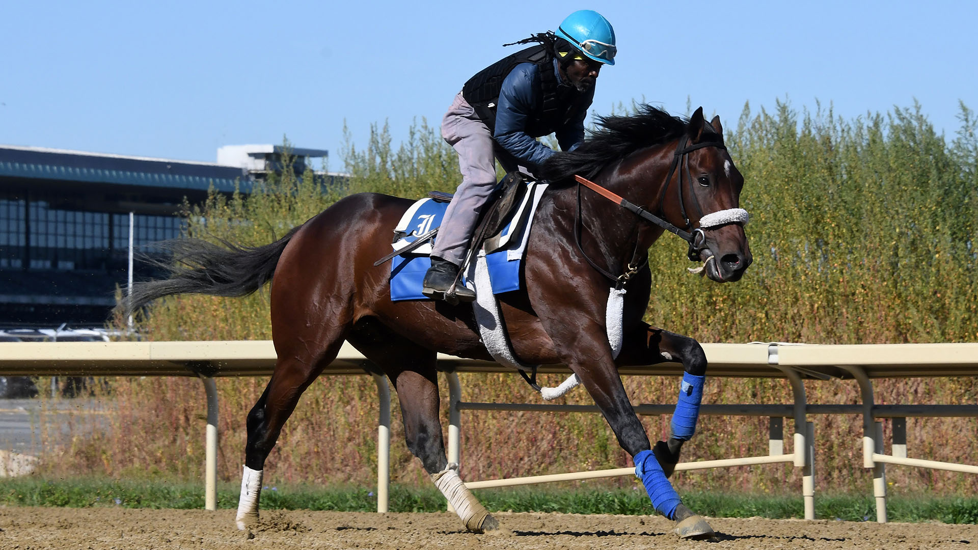 Centurion (Pioneerof the Nile - Delicate Affair), owned as part of a thoroughbred racing partnership with Centennial Farms. Shown at Belmont Park.