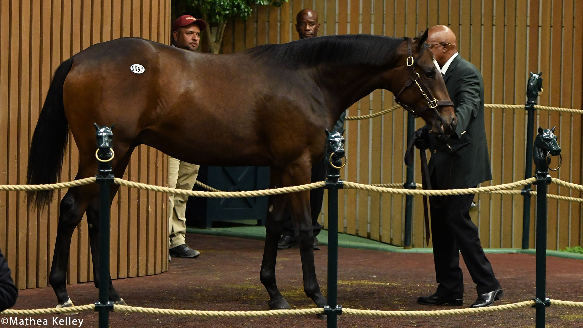 Frosted colt out of the Smart Strike mare Smartly Agree, purchased at Keeneland September and available for a thoroughbred racing partnership.
