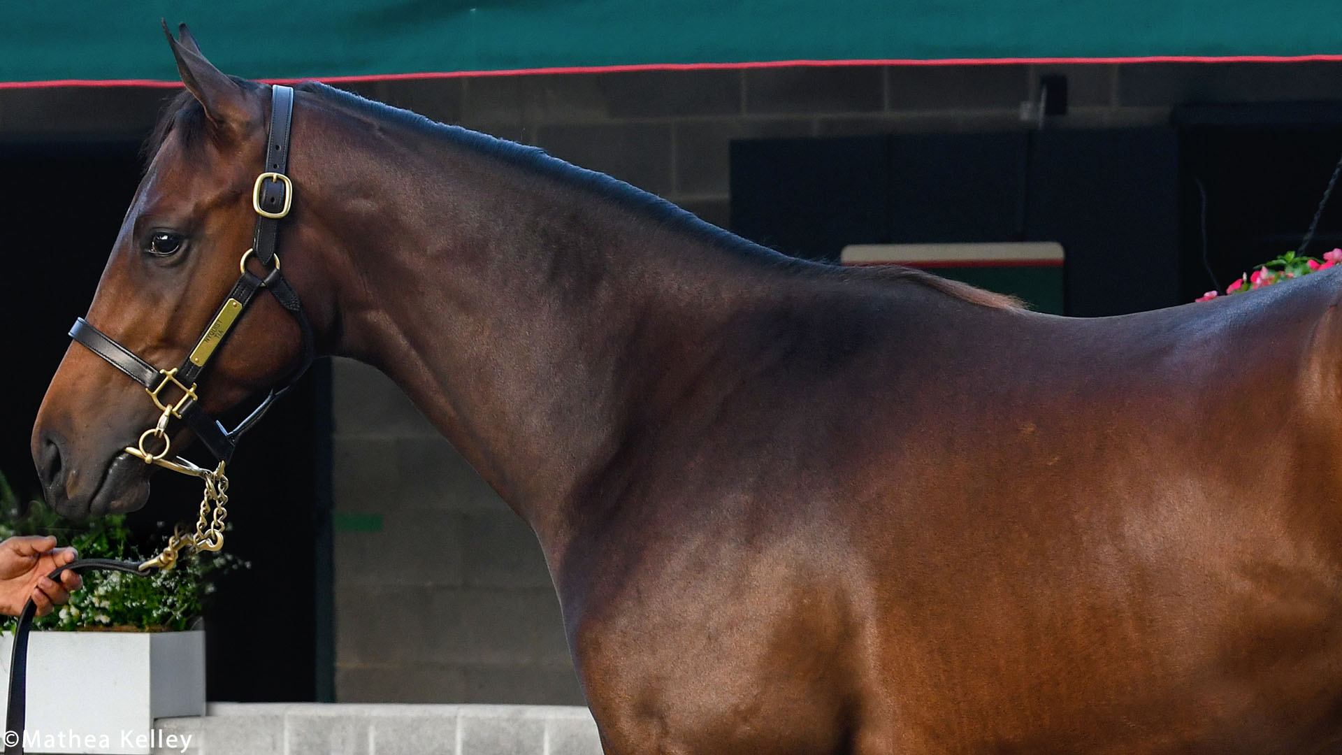 Nyquist colt out of the Giant's Causeway mare Tia, purchased at Keeneland September and available for a thoroughbred racing partnership.