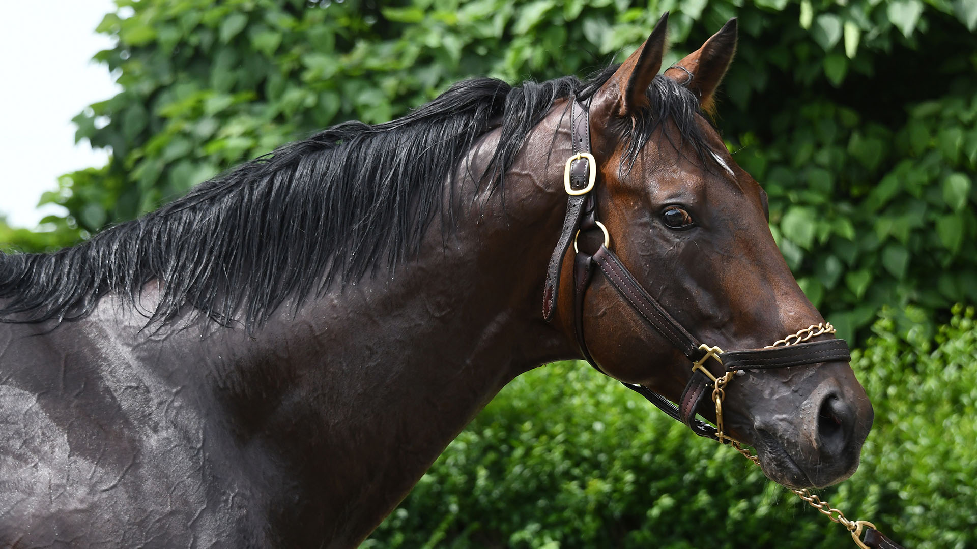 Weather Wiz (Tiznow - Stormy Welcome), a multiple winner owned as part of a thoroughbred racing partnership with Centennial Farms. Shown at Belmont Park.