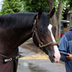 Argent Heir, a Silver State - Firsthand Report (Blame) colt purchased at the 2024 Keeneland September Sale and shown galloping at the Middleburg Training Center. He is available as part of the Commonwealth, LLC Thoroughbred racing partnership.