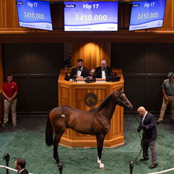 A Life Is Good - Velvet Slippers (Quality Road) colt purchased at the 2025 Fasig-Tipton Saratoga. He is available as part of the Bloomfield, LLC Thoroughbred racing partnership.