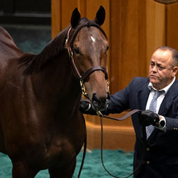 Bravado, a Practical Joke - Spirit, by Indian Charlie colt purchased at the Fasig-Tipton Saratoga Sale and available via Centennial Farms' Thoroughbred racing partnerships.