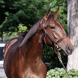 Bravado, a Practical Joke - Spirit, by Indian Charlie colt purchased at the Fasig-Tipton Saratoga Sale and available via Centennial Farms' Thoroughbred racing partnerships.