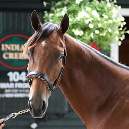 A colt by Charlatan out of the Candy Ride mare Call Me Candy purchased at the Fasig-Tipton Saratoga Sale and available as the Congress Park LLC Thoroughbred racing partnership.