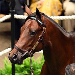 City of Light colt out of Legal Tender purchased at the 101st Fasig-Tipton Saratoga Sale and available as the 2022 Cheval LLC thoroughbred racing partnership.