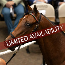 A colt by Charlatan out of the Candy Ride mare Call Me Candy purchased at the Fasig-Tipton Saratoga Sale and available as the Congress Park LLC Thoroughbred racing partnership.
