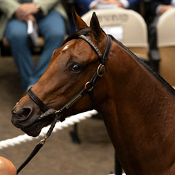 A colt by Charlatan out of the Candy Ride mare Call Me Candy purchased at the Fasig-Tipton Saratoga Sale and available as the Congress Park LLC Thoroughbred racing partnership.