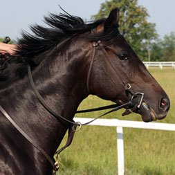 Fiddian, Maxfield - Cover Model (War Front) colt purchased at the 2025 Keeneland September Sale. He is available as part of the Graystone, LLC Thoroughbred racing partnership.