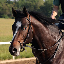 Filibuster, a Constitution - Trenchtown Cat (Discreet Cat) colt purchased at the 2025 Keeneland September Sale. He is available as part of the Graystone, LLC Thoroughbred racing partnership.