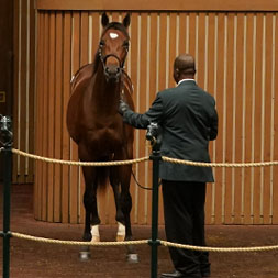 Good Magic colt out of Joyeria, by Medaglia d'Oro, purchased at the prestigious Keeneland September Sale and available in a thoroughbred racing partnership as the 2022 Hamilton, LLC.