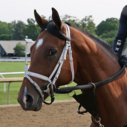Halogen, a City of Light - Majestic Union (Union Rags) colt purchased at the 2024 Keeneland September Sale and shown galloping at the Middleburg Training Center. He is available as part of the Commonwealth, LLC Thoroughbred racing partnership.