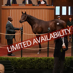 2022 Hamilton LLC thoroughbred racing partnership, comprised of four colts purchased at the Keeneland September Sale. They are sons of Not This Time. Mitole, City of Light, and Good Magic.
