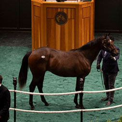 Hard Spun - Yalla Yalla, by Empire Maker colt purchased at the Fasig-Tipton Saratoga Sale and available via Centennial Farms' Thoroughbred racing partnerships.