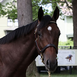 Hard Spun - Yalla Yalla, by Empire Maker colt purchased at the Fasig-Tipton Saratoga Sale and available via Centennial Farms' Thoroughbred racing partnerships.
