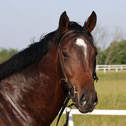 Helix, a Twirling Candy- Divergent Thinking (Mizzen Mast) colt purchased at the 2025 Keeneland September Sale. He is available as part of the Graystone, LLC Thoroughbred racing partnership.