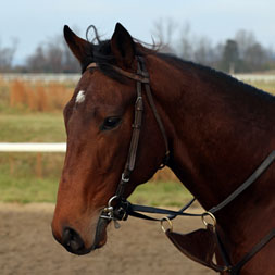 Imposter, a colt by Charlatan out of the Candy Ride mare Call Me Candy purchased at the Fasig-Tipton Saratoga Sale and available as the Congress Park LLC Thoroughbred racing partnership.