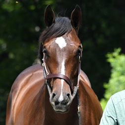 A Life Is Good - Velvet Slippers (Quality Road) colt purchased at the 2025 Fasig-Tipton Saratoga. He is available as part of the Bloomfield, LLC Thoroughbred racing partnership.