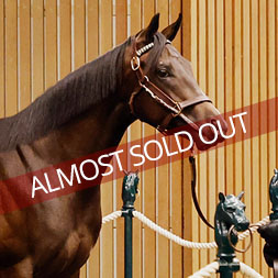 A Maxfield - Cover Model (War Front) colt purchased at the 2025 Keeneland September Sale. He is available as part of the Graystone, LLC Thoroughbred racing partnership along with colts by Constitution, Twirling Candy, and Jack Christopher.