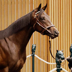 A Maxfield - Cover Model (War Front) colt purchased at the 2025 Keeneland September Sale. He is available as part of the Graystone, LLC Thoroughbred racing partnership along with colts by Constitution, Twirling Candy, and Jack Christopher.