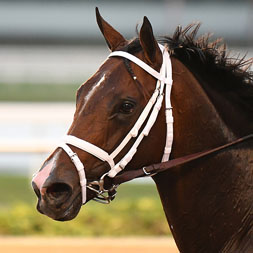 Nearly, a member of the 2024 Commonwealth LLC Thoroughbred racing partnership, shown winning the G3 Holy Bull at Gulfstream Park beneath John Velazquez for Centennial Farms and Todd Pletcher.