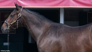 Nyquist colt out of Year of Promise, by Gio Ponti, purchased at the prestigious Keeneland September Sale and available in a thoroughbred racing partnership as the 2023 Gold Star, LLC.