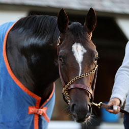 Promissione, a Tiz the Law colt out of Katie's Keepsake, by Medaglia d'Oro, purchased at the prestigious Keeneland September Sale and available in a thoroughbred racing partnership as the 2023 Gold Star, LLC, pictured at Saratoga.