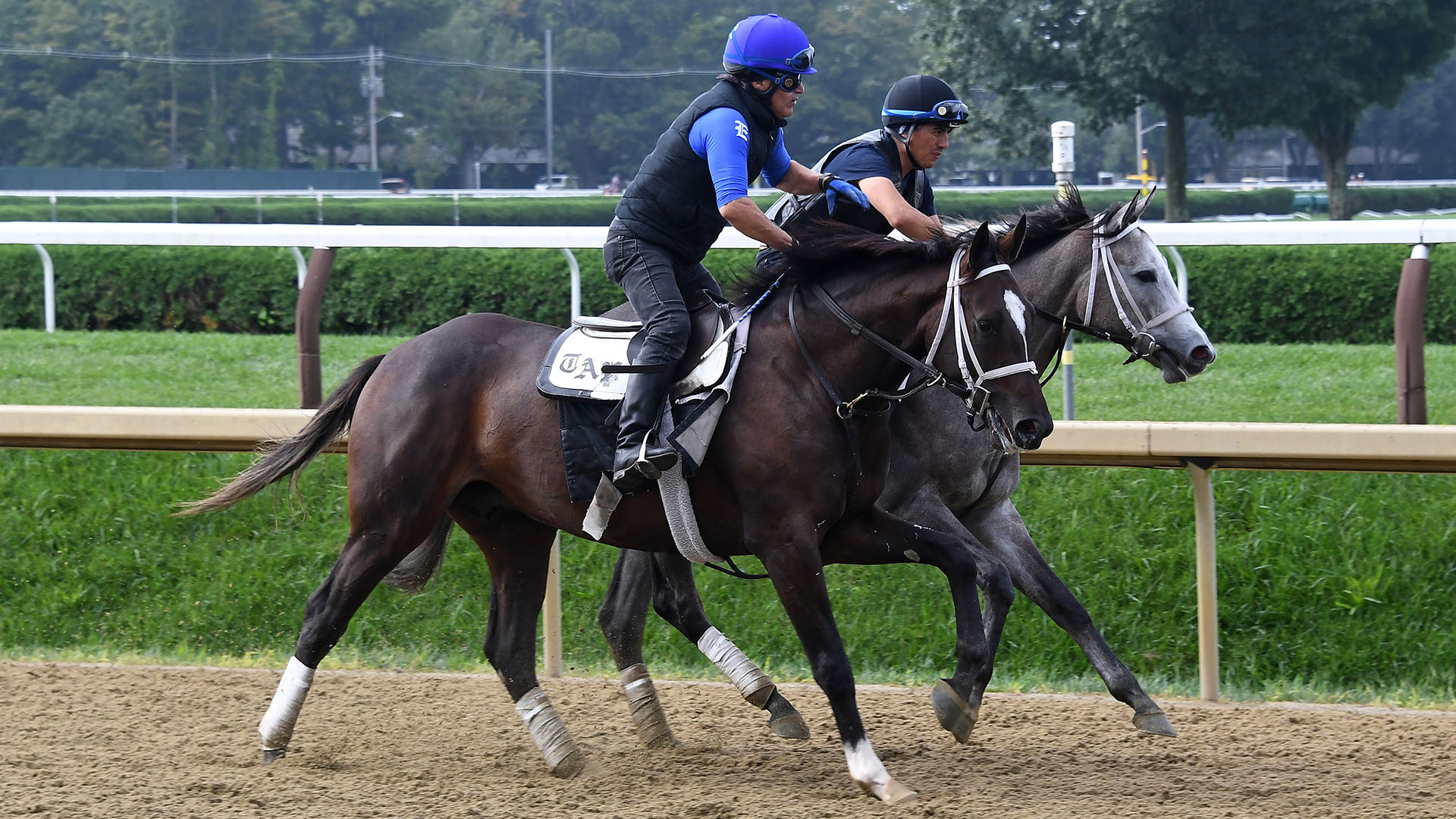 Promissione, a Tiz the Law colt out of Katie's Keepsake, by Medaglia d'Oro, purchased at the prestigious Keeneland September Sale and available in a thoroughbred racing partnership as the 2023 Gold Star, LLC, pictured at Saratoga.