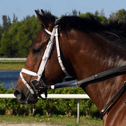 Prospering (Arrogate - Stellaris), part of the Kiawah thoroughbred racing partnership, training at Palm Beach Downs in February of 2023.