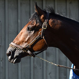 Multiple graded stakes winner Rocketry, a three-time track record setter, and part of the Crescent thoroughbred racing partnership. He's shown at Saratoga Race Course.