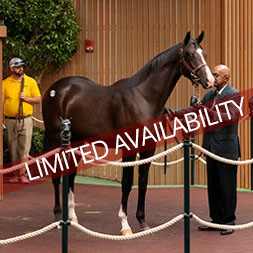 A Silver State - Firsthand Report (Blame) colt purchased at the 2024 Keeneland September Sale and available as part of the Commonwealth, LLC Thoroughbred racing partnership with sons of City of Light, Not This Time, and Yaupon.