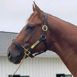 Malibu Moon - Lost Empire (Empire Maker) colt purchased at the OBS April Sale and available as part of the Stellar, LLC thoroughbred racing partnership.