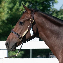 Street Sense colt out of Puzzling, by Ghostzapper, purchased at the prestigious Keeneland September Sale and available in a thoroughbred racing partnership as the 2023 Gold Star, LLC.