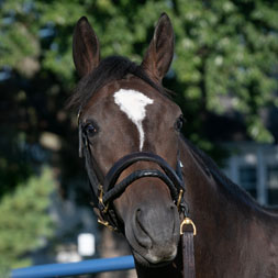 Tiz the Law colt out of Katie's Keepsake, by Medaglia d'Oro, purchased at the prestigious Keeneland September Sale and available in a thoroughbred racing partnership as the 2023 Gold Star, LLC.