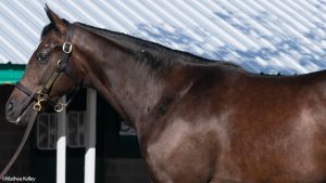 Tiz the Law colt out of Katie's Keepsake, by Medaglia d'Oro, purchased at the prestigious Keeneland September Sale and available in a thoroughbred racing partnership as the 2023 Gold Star, LLC.
