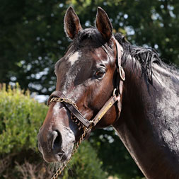 Upperville, Jack Christopher - Dolce Lemone (Lemon Drop Kid) colt purchased at the 2025 Keeneland September Sale. He is available as part of the Graystone, LLC Thoroughbred racing partnership.