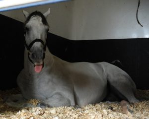 Silly Juba doesn't want to get up.