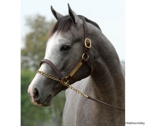Ghostzapper - Ansong colt