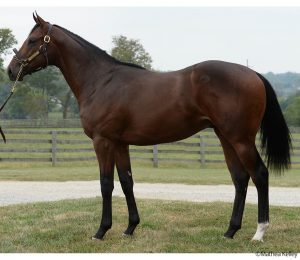 Pioneerof the Nile - La Maestranza colt