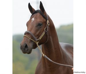 Pioneerof the Nile - La Maestranza colt